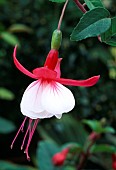 FUCHSIA SNOW CAP