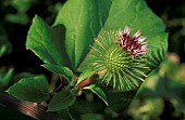 ARCTIUM MINUS,  BIENNIAL, FLOWER, CLOSE UP