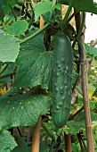 RIDGE CUCUMBER