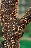 CORAL SPOTON CERCIS JUDAS TREE