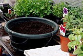 PLANTING MIXED FLOWERS IN SUMMER BASKET, IN GREENHOUSE.