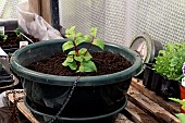 PLANTING MIXED FLOWERS IN SUMMER BASKET, IN GREENHOUSE.