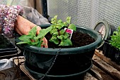 PLANTING MIXED FLOWERS IN SUMMER BASKET, IN GREENHOUSE.