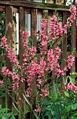 PRUNUS TENELLA, FIRE HILL, DWARF RUSSIAN ALMOND, GROWING IN FRONT OF FENCE