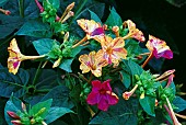 MIRABILIS JALAPA ,FOUR OCLOCK FLOWER, MARVEL OF PERU.