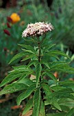 EUPATORIUM CANNABINNUM,  HEMP AGRIMONY,  PLANT PORTRAIT