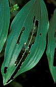 SAWFLY LARVAE DAMAGEPOLYGONATUM SOLOMONS SEAL