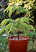 TAMARINDUS INDICA, (TAMARIND IN CONTAINER)