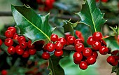 ILEX, HOLLY, BERRIES