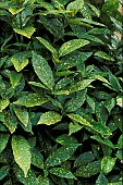 AUCUBA JAPONICA,  SPOTTED, LEAVES.LEAF, SPOT, SPOTS