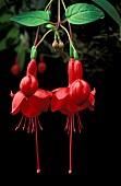 TRAILING FUCHSIA MARINKA