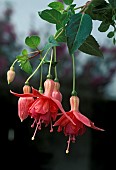 FUCHSIA DANCING FLAME