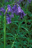 HYACINTHOIDES NON-SCRIPTUS ENGLISH BLUEBELL