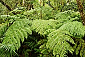 FOREST TREE FERN, CYATHEA CAPENSIS