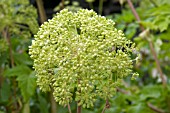 ANGELICA ARCHANGELICA