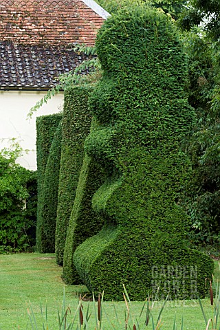 ROW_OF_SHAPES_IN_YEW_TAXUS_BACCATA_TOPIARY_GARDEN