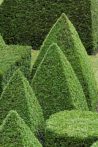 TOPIARY_GARDEN_BASED_ON_EUCLIDEAN_GEOMETRY__IN_YEW_TAXUS_BACCATA_AND_BOX_BUXUS_SEMPERVIRENS_TOPIARY_