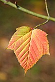 ACER CAPILLIPES, (AUTUMN COLOUR)