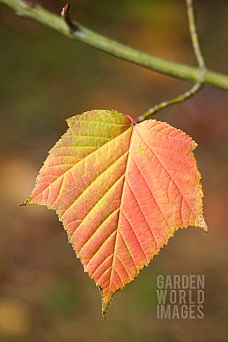 ACER_CAPILLIPES_AUTUMN_COLOUR