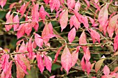 EUONYMUS ALATUS AGM,  THE WINGED SPINDLE,  AUTUMN FOLIAGE