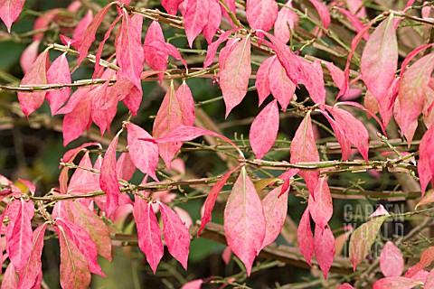 EUONYMUS_ALATUS_AGM__THE_WINGED_SPINDLE__AUTUMN_FOLIAGE