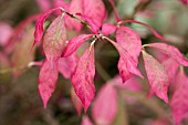 EUONYMUS ALATUS AGM,  THE WINGED SPINDLE,  AUTUMN FOLIAGE