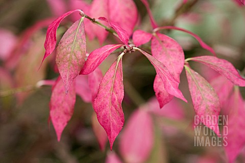 EUONYMUS_ALATUS_AGM__THE_WINGED_SPINDLE__AUTUMN_FOLIAGE