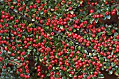 COTONEASTER HORIZONTALIS AGM,  BERRIES