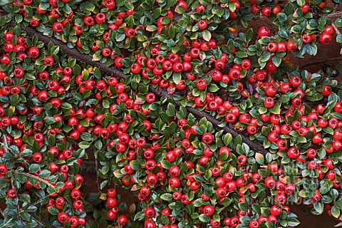 COTONEASTER_HORIZONTALIS_AGM__BERRIES