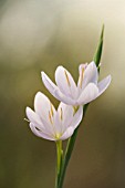 SCHIZOSTYLIS COCCINEA PINK PRINCESS