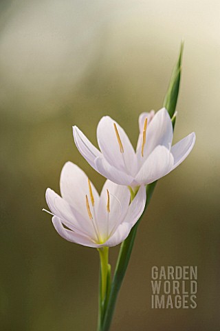 SCHIZOSTYLIS_COCCINEA_PINK_PRINCESS