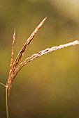 MISCANTHUS SINENSIS SILBERSPINNE AGM