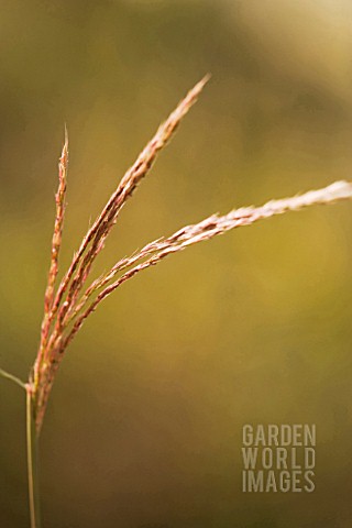 MISCANTHUS_SINENSIS_SILBERSPINNE_AGM