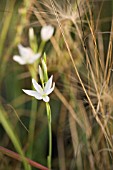 SCHIZOSTYLIS COCCINEA F. ALBA