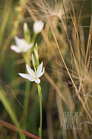 SCHIZOSTYLIS_COCCINEA_F_ALBA