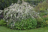 MALUS X SCHEIDECKERI RED JADEWITH GERANIUMS & CALTHA PALUSTRIS UNDER