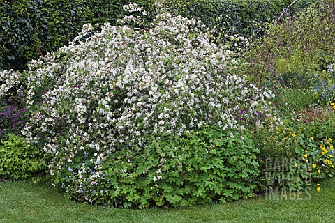 MALUS_X_SCHEIDECKERI_RED_JADEWITH_GERANIUMS__CALTHA_PALUSTRIS_UNDER