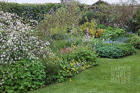 COTTAGE_BORDERS_IN_LAWN_FGRD_MALUS_X_SCHEIDECKERI_RED_JADE_WITH_CALTHA_PALUSTRIS__LUZULA_NIVEA__GERA