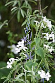 CAMASSIA LEICHTLINII WITH LUNARIA ANNUA VAR. ALBIFLORA UNDER PYRUS SALICIFOLIA PENDULA (WEEPING PEAR)