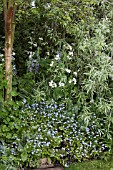 CAMASSIA LEICHTLINII WITH LUNARIA ANNUA VAR. ALBIFLORA & FORGET ME NOTS (MYOSOTIS)  UNDER PYRUS SALICIFOLIA PENDULA  (WEEPING PEAR)