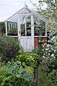 WOOD AND BRICK GREENHOUSE WITH HERB BORDER IN FRONT. INC. OREGANUM,  MELISSA OFFICINALIS AUREA  (GOLDEN LEMON BALM),  SALVIA OFFICINALIS PURPURASCENS (PURPLE SAGE),  ROSMARINUS OFFICINALIS,