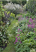 GRASS PATHWAY THRU BORDERS. LUNARIA ANNUA,  EUPHORBIA CHARACIAS SUBSP. WULFENII,  LUNARIA ANNUA VAR. ALBIFLORA,  NARCISSUS,  MALUS X SCHEIDECKERI RED JADE IN BACKGROUND