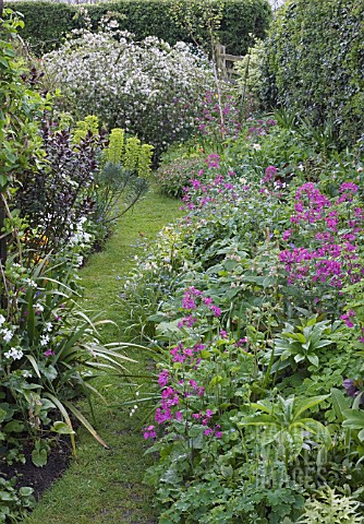 GRASS_PATHWAY_THRU_BORDERS_LUNARIA_ANNUA__EUPHORBIA_CHARACIAS_SUBSP_WULFENII__LUNARIA_ANNUA_VAR_ALBI