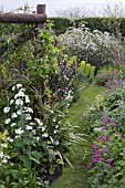 GRASS PATHWAY THRU BORDERS. LUNARIA ANNUA VAR. ALBIFLORA,  LUNARIA ANNUA,  HONEYSUCKLE ON RUSTIC FENCE,  EUPHORBIA CHARACIAS SUBSP. WULFENII,  NARCISSUS,  MALUS X SCHEIDECKERI RED JADE IN BGRD