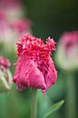 TULIPA FRINGED GROUP BARBADOS