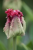 TULIPA FRINGED GROUP BARBADOS,  IN BUD