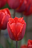 TULIPA ARMA (FRINGED) AGM