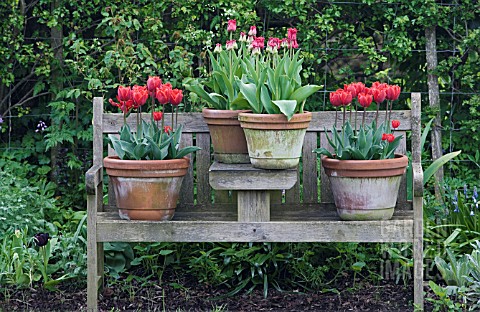 TERRACOTTA_POTS_OF_FRINGED_TULIPS_ON_WOODEN_BENCH