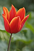 TULIPA QUEEN OF SHEBA (LILY FLOWERED) AGM
