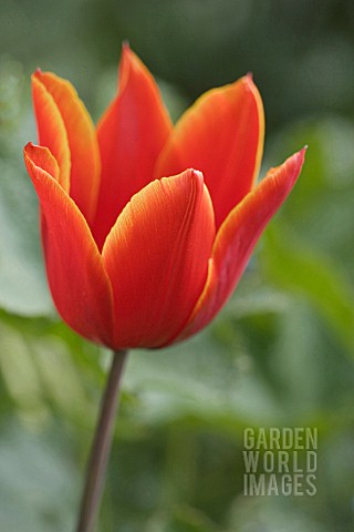 TULIPA_QUEEN_OF_SHEBA_LILY_FLOWERED_AGM